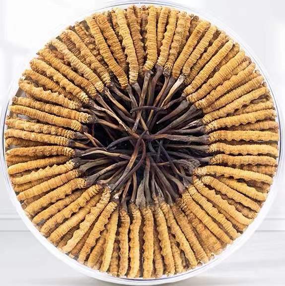 可克达拉冬虫夏草回收